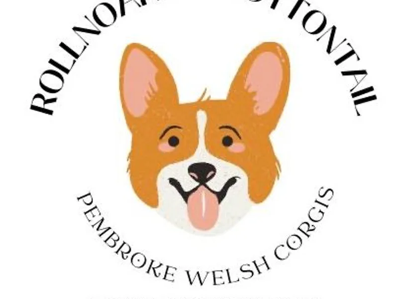 Cottontail Pembroke Welsh Corgis
