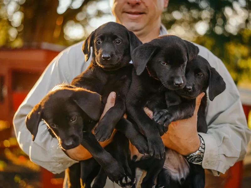 Cottonville Road Kennels