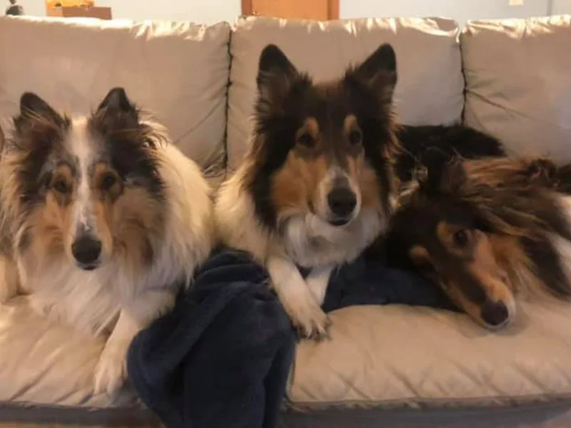 Cottonwood Collies