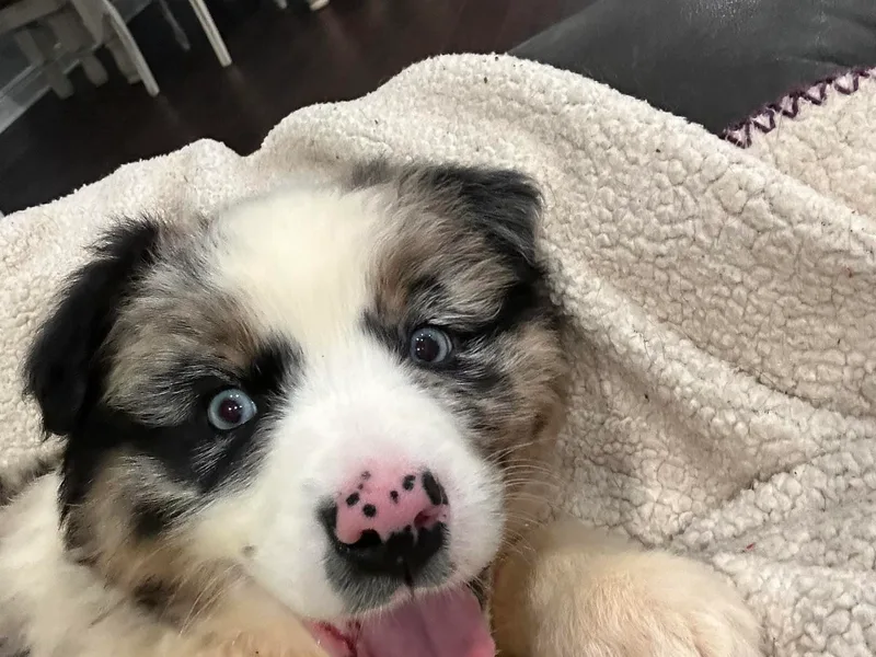 Cottonwood Farms Australian Shepherds
