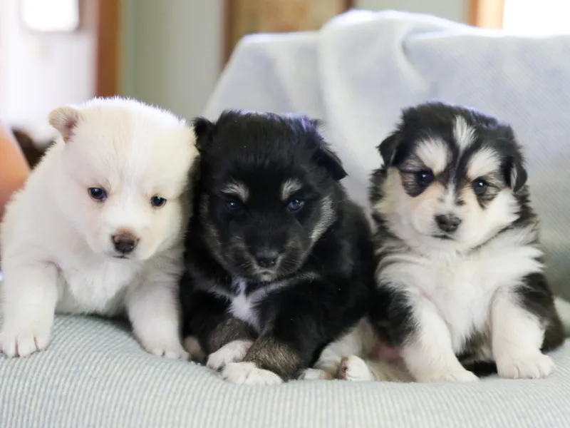 Cottonwood Kennel