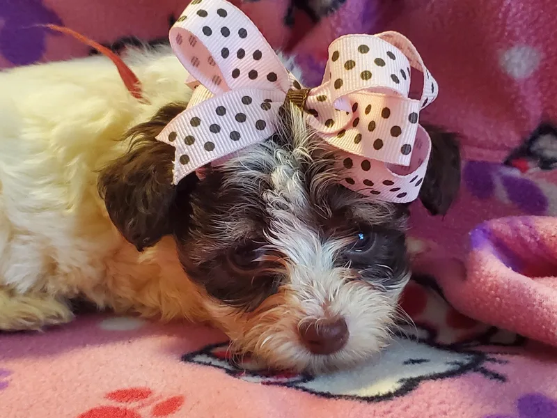 Cottonwood Puppies