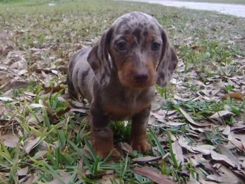 Countridox Dachshunds photo 1