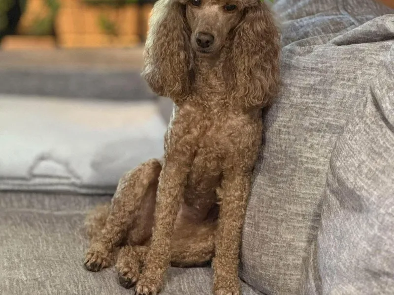 Country Acre Poodles