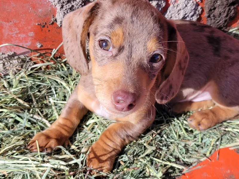 Country Blessed Mini Doxies
