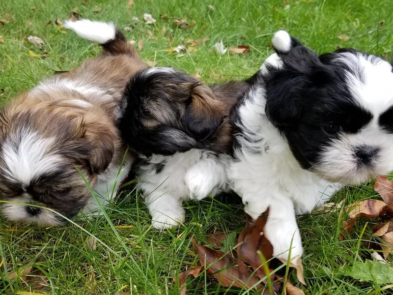 Country Blessed Shih Tzus