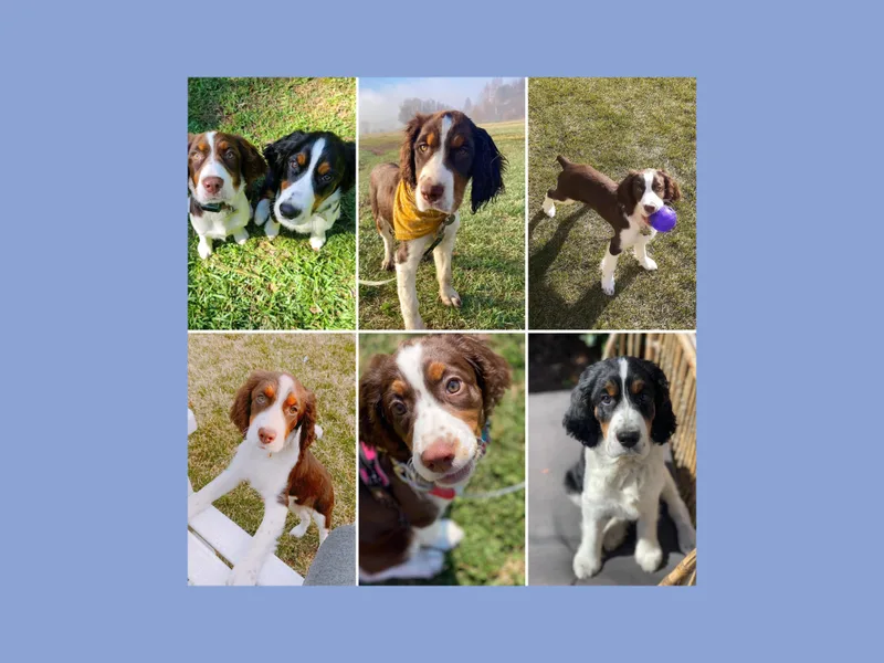 Country Breeze Springer Spaniels