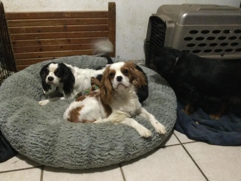 Country Candy Cavaliers