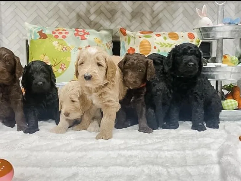 Country Care Pet Spa and Hotel, LLC