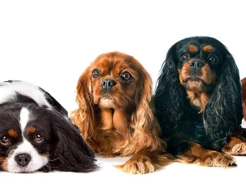 Country Cavaliers