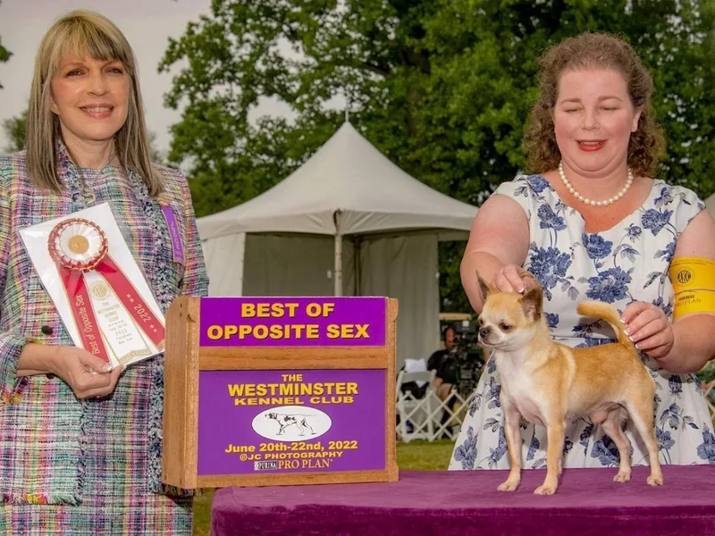 Country Charm Chihuahuas