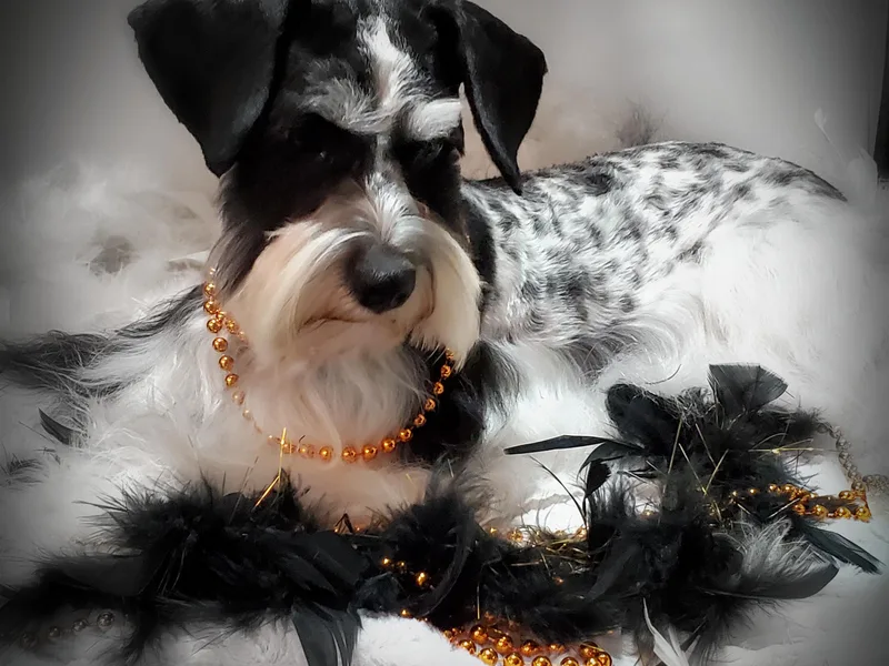 Country Charm Mini Schnauzers