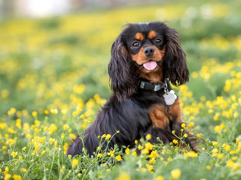 Country Chic Cavaliers
