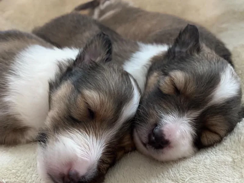 Country Chic Shelties