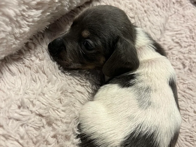 Country Chics Doxies