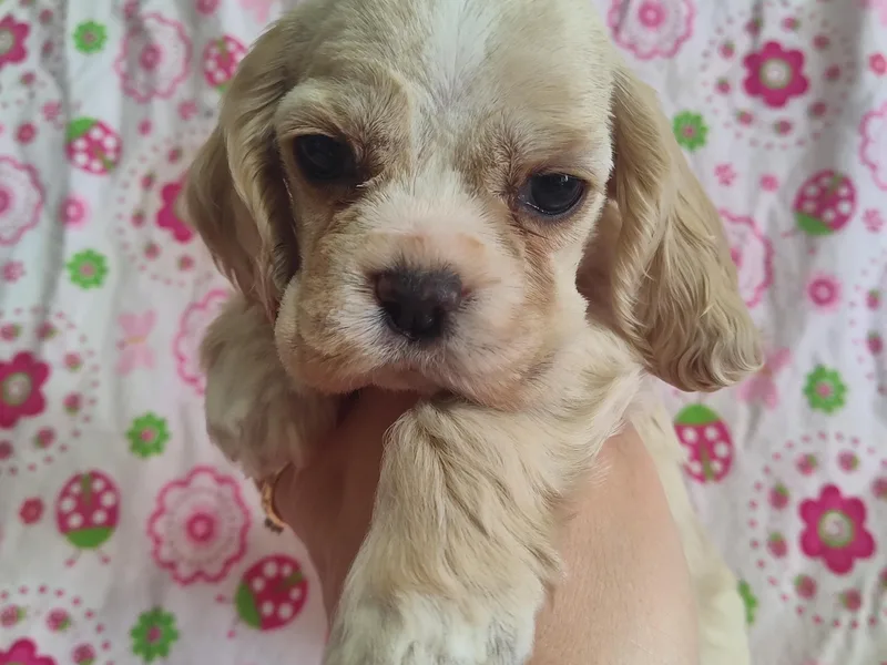 Country Cockers of Indiana