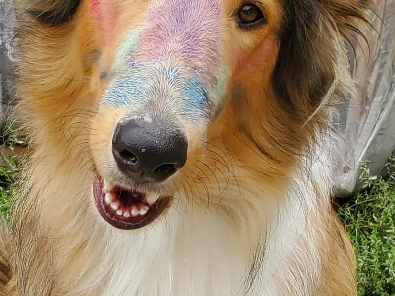 Country Collies