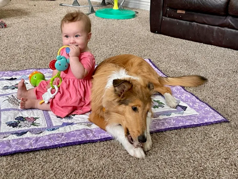 Country Collies