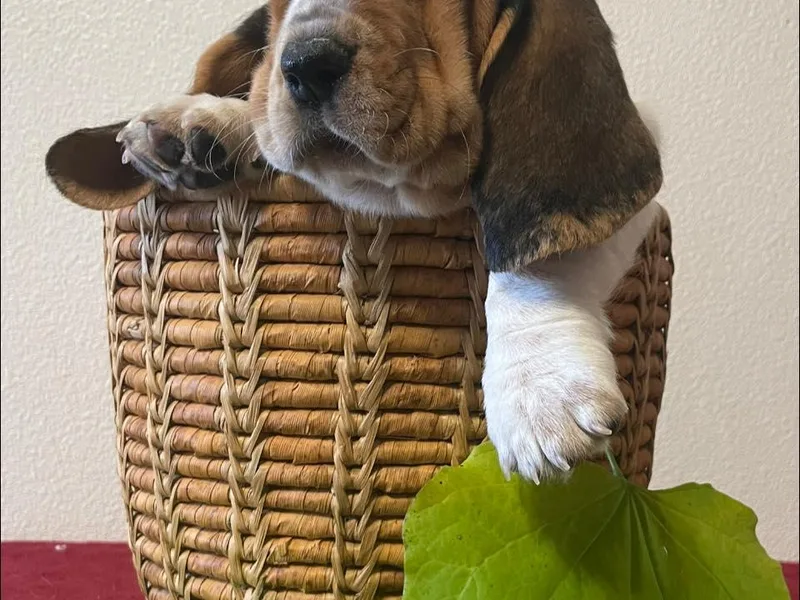 Country Corner Bassets