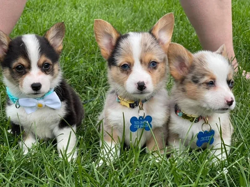Country Corners Corgis