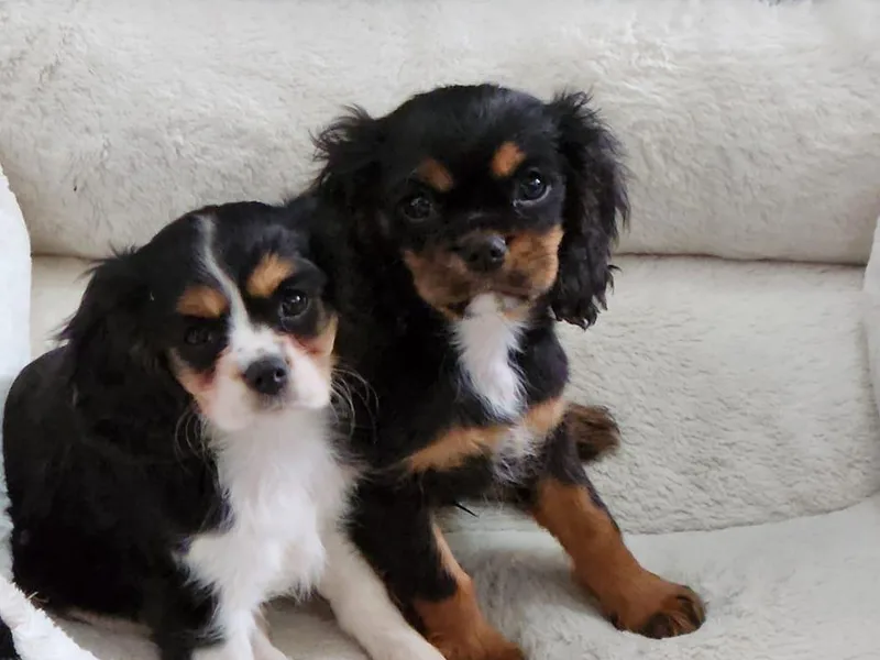 Country Creek Cavaliers