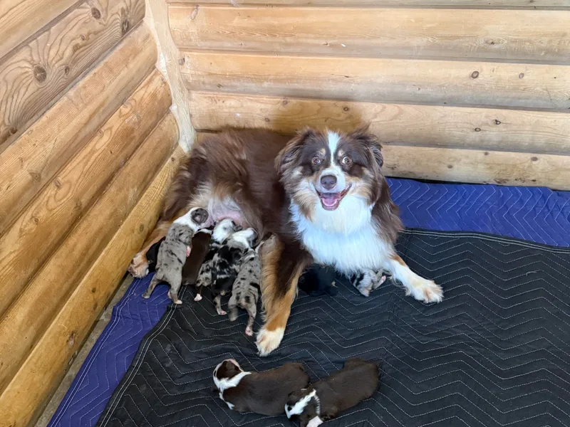 Country Creek Kennels