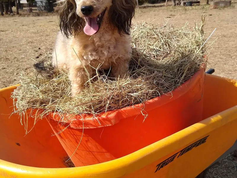 Country Cuties
