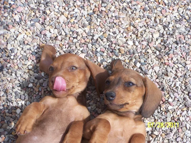 Country Doxies