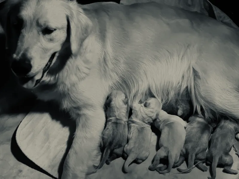 Country Goldens and Mountain Top Cavaliers