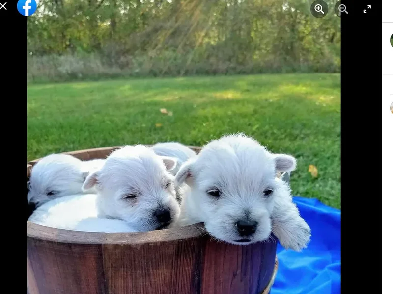 Country Grove Breeding LLC
