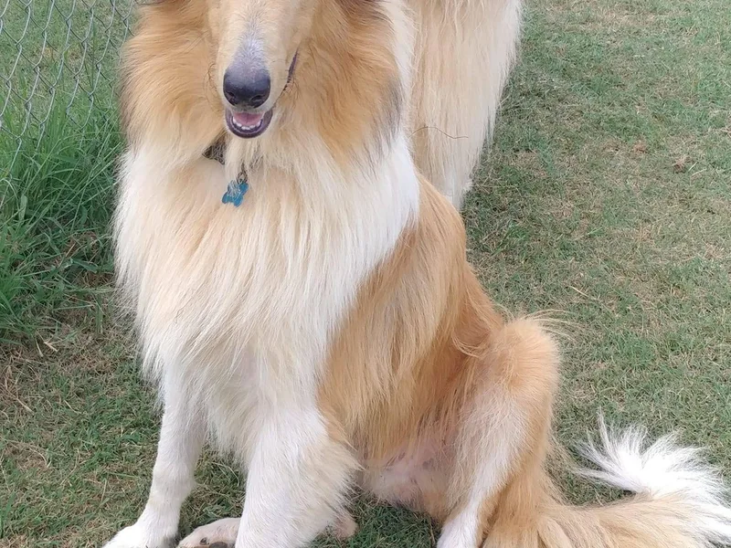 Country Haven Collies