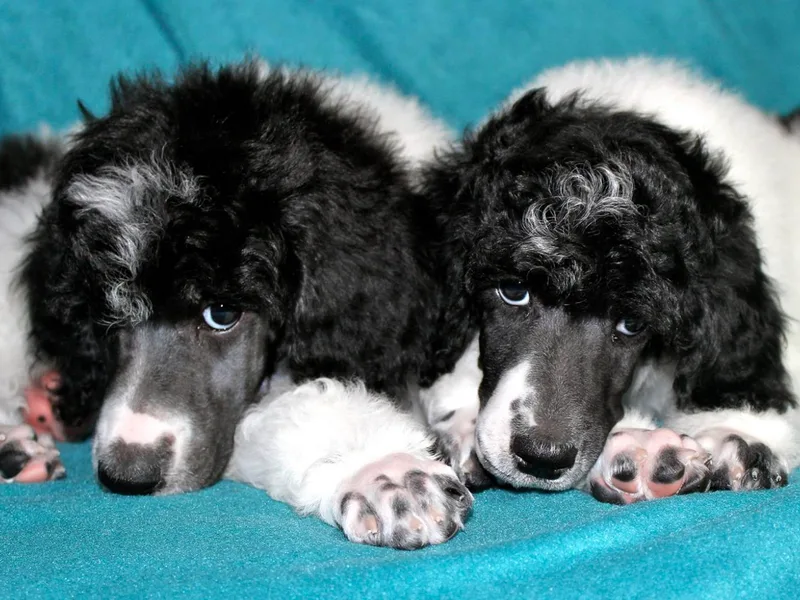 Country Haven Standard Poodles