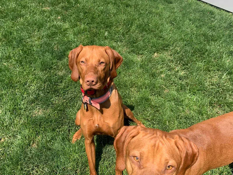 Country Knoll Vizslas