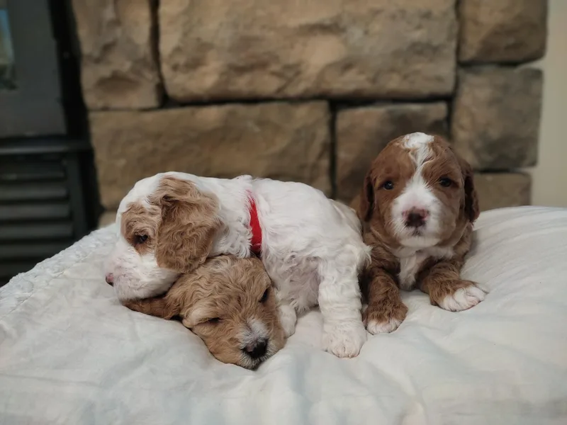 Country Lane Goldendoodles