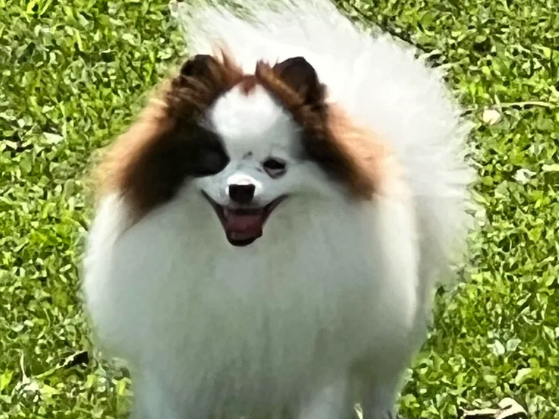 Country Lane Kennels