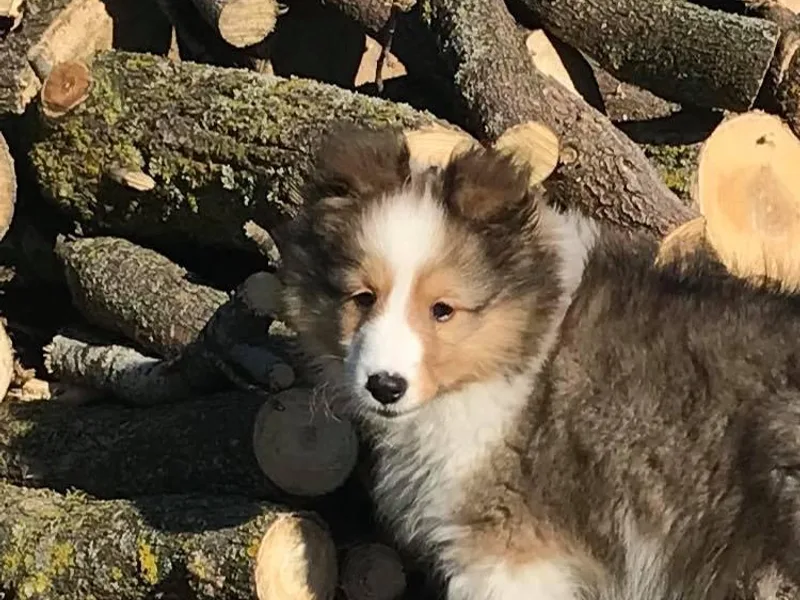Country Lane Shelties