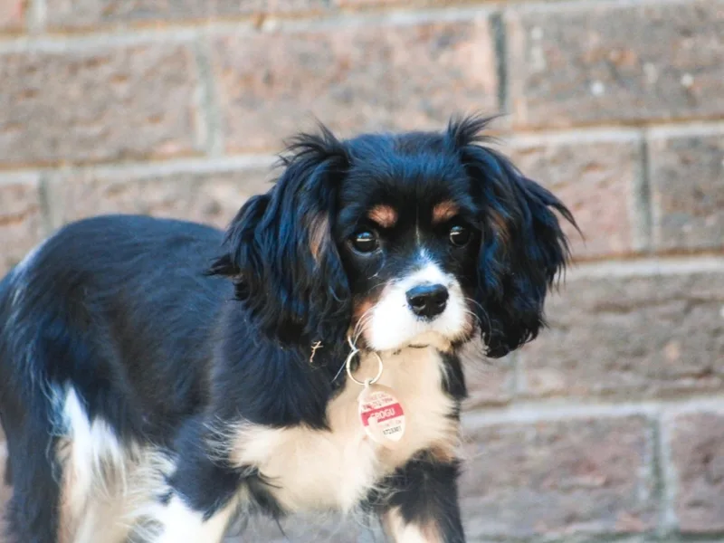 Country Life Cavaliers