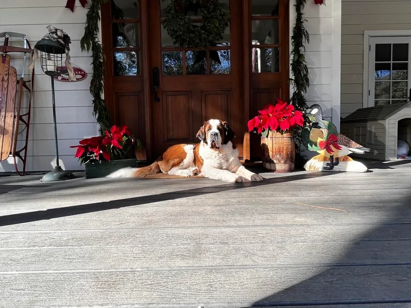 Country Manor Saint Berdoodles