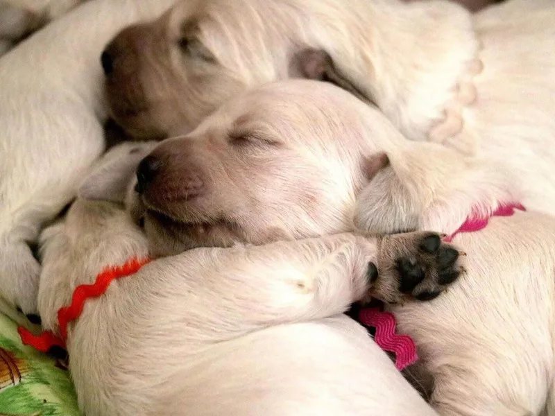 Country Pearls Goldens