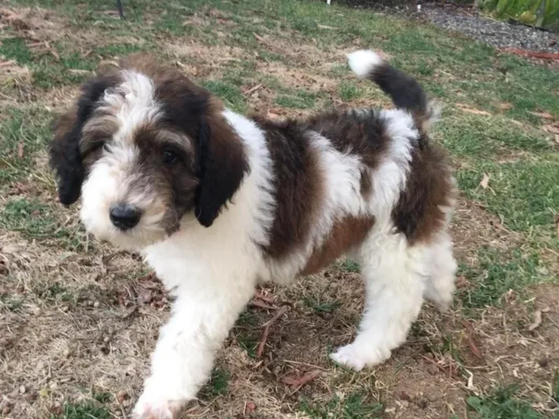 Country Poodle