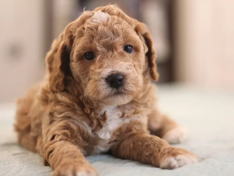 Country Posh Poodles