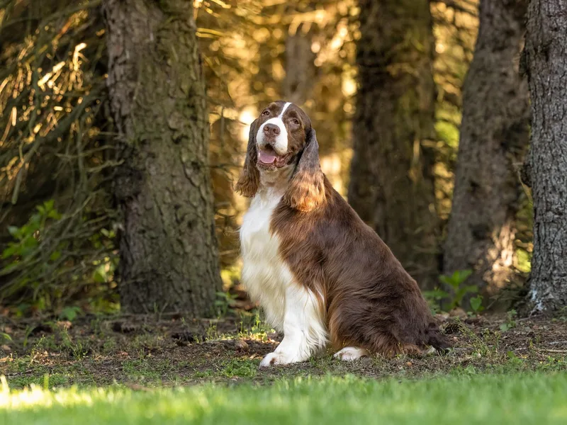 Country Pride Springers