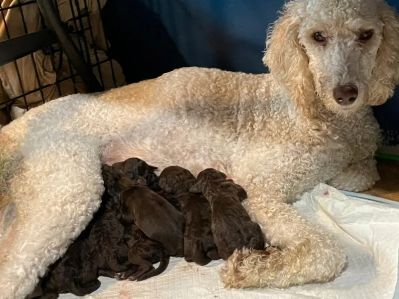 Country Pups Poodles &amp; Doodles