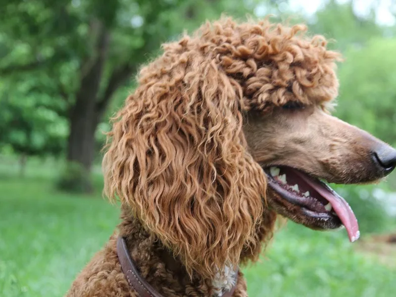 Country Pups Poodles