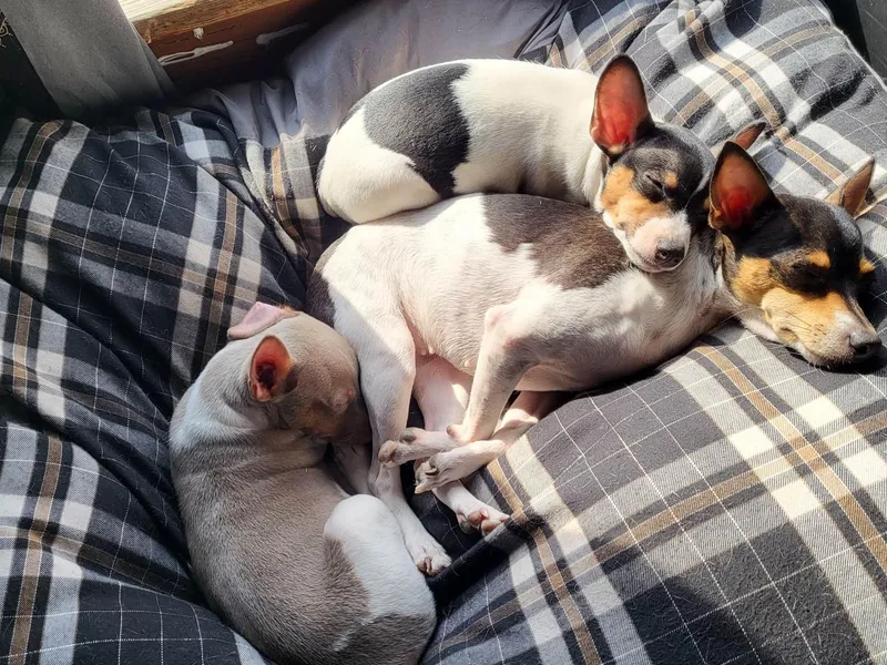 Country Rat Terriers