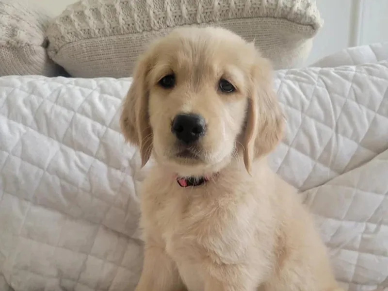 Country Road Golden Retrievers