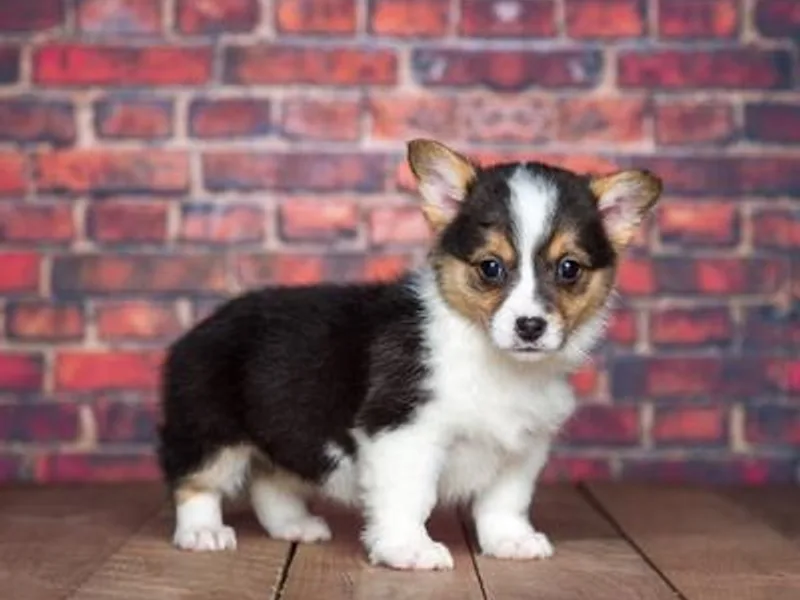 Country Road Puppies