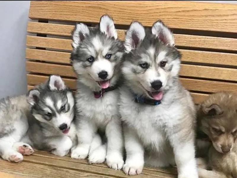 Country Roads Huskies