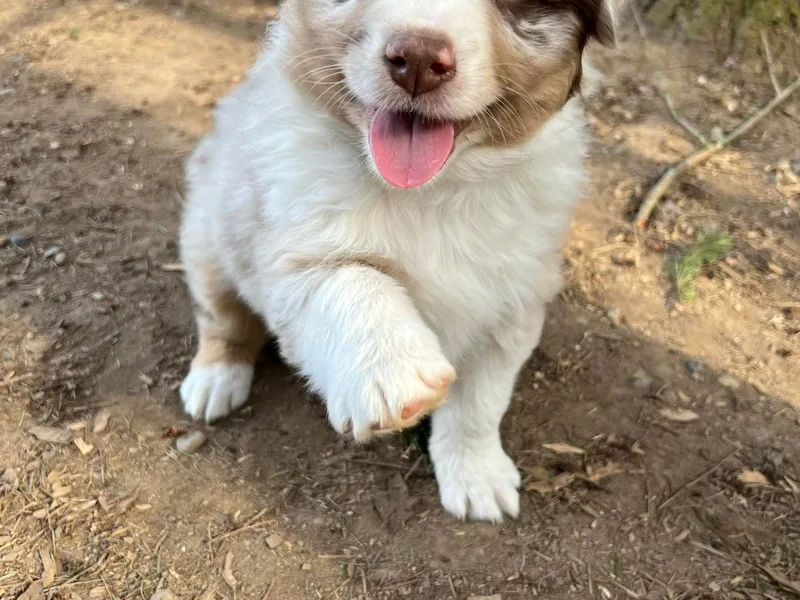 Country Rose Australian Shepherds