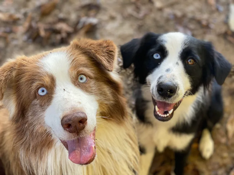 Country Time Kennels
